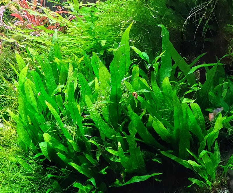 microsorium mini akwarium24.jpg